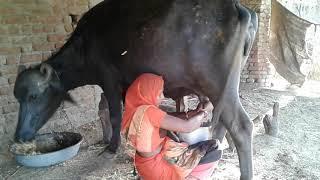 BUFFALO MILK BY WOMEN HANND GUJARAT VILLAGE MILK__ HD__ MILKING VIDEOS __ 2019