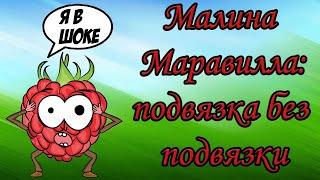 Малина Маравилла без подвязки супер способ не подвязывать малину такого вы еще не видели