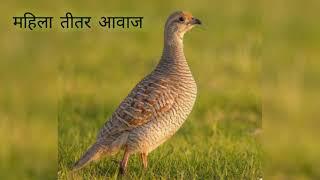 Female Voice teetar ki Awaz  boli calling Francolin Voice in jungle Partridge sounds #teetarkiawaze