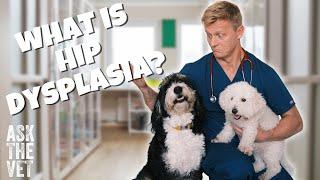 What is hip dysplasia?  ASK THE VET with Dr Scott Miller