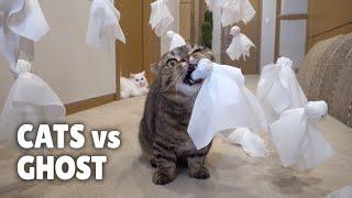 Cats vs Ghost  Kittisaurus