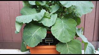 Growing Broccoli in Containers  Fall Balcony Garden