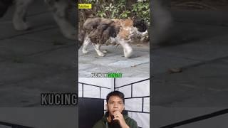 Kucing aneh yang memiliki bulu lebat seperti domba  #shorts #cat #kucing #respect