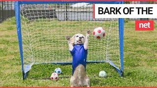 Talented dog with INCREDIBLE goalkeeping skills  SWNS TV