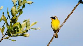 Spring Songbirds in 4K 7 Hours of Beautiful Bird Scenes & Sounds for Relaxation Study Sleep UHD