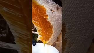 HONEY HARVESTING after hunting bees 