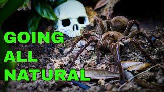 Im DITCHING Basic Tarantula Husbandry - HERES WHY