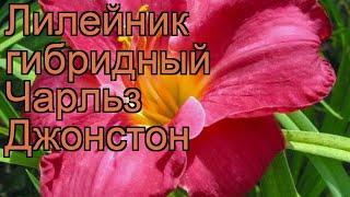 Лилейник гибридный Чарльз Джонстон  обзор как сажать рассада лилейника Чарльз Джонстон