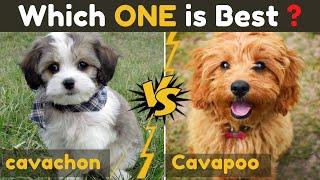 Cavachon vs Cavapoo cavoodle - Comparison Between Two cavalier king charles spaniel Dog Mix