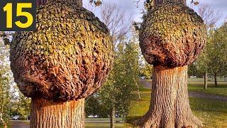 15 Most Unusual Trees In The World