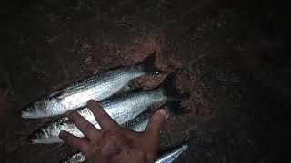 Mullet Garfish Blackfish Bream tilt float method