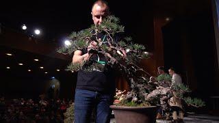 David Benavente creates a Pine Bonsai