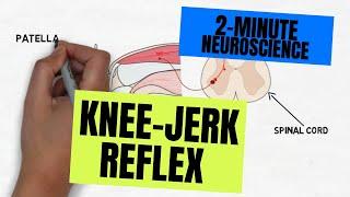 2-Minute Neuroscience Knee-jerk Reflex