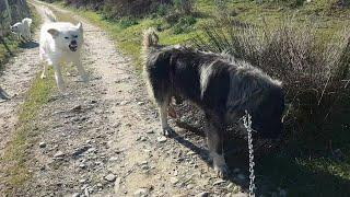 training my Illyrian Shepherd  annoying foxy looking dog always makes me nervous 