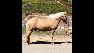 Icelandic For Sale and Advice on Trail  -  Gaited Horse Training