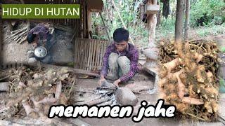 kegiatan hari ini kita memanen jahe  LI JHON HIDUP DI HUTAN