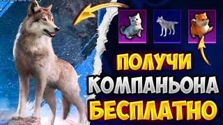 ВАУ НОВЫЙ КОМПАНЬОН БЕСПЛАТНО В ПУБГ МОБАЙЛ БЕСПЛАТНЫЙ КОМПАНЬОН PUBG MOBILE ХАЛЯВА ПУБГ МОБАЙЛ