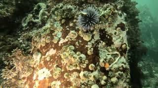 Monterey Breakwater SCUBA Dive - April 2023