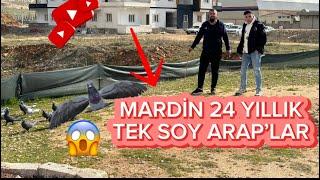 Mardin Tarihi Oyun Kuşlarından 24 Yıllık Tek Soy Araplar Beheşti Ürük