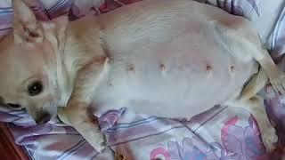 Dog resting after swallowing many squirrels...dog pregnant vore 2