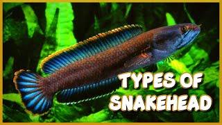 Top 15 Amazing Varieties of Snakehead Fish