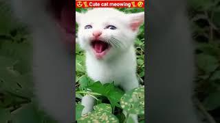 Cat MeowingCat Sound Cute Cat Videos #shorts #cat #cats #dog #puppy #catlover #catfunnyshorts