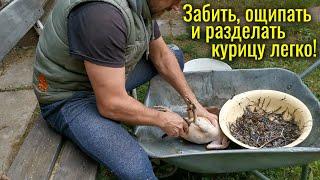 Время забоя кур. Как зарубить ощипать и разделать курицу