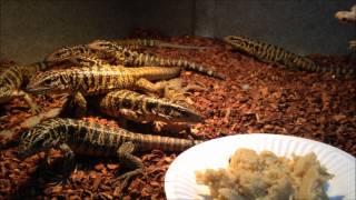 Baby Gold Tegus Feeding