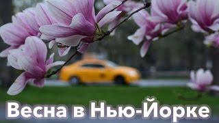 Жизнь в США. Весна в Нью-Йорке.  Spring in NY. Central Park by Katya Fevi