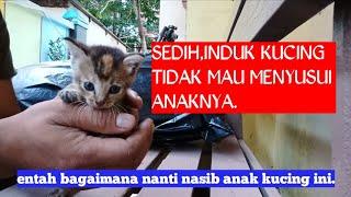 SEDIHINDUK KUCING TIDAK MAU MENYUSUI ANAKNYAGMN NANTI NASIB ANAKNYA@keluargakucingcemora.13