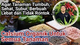 Harus Tahu Ini.. Agar Tanaman Sehat Subur Cepat Besar Berbuah Lebat dan Tidak Rontok Buahnya..