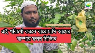 বারোমাসি আমের ভালো ফলন পেতে কি কি পরিচর্যা করবেন? বারোমাসি আমের বারোমাস পরিচর্যা ।