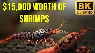 $15000 Shrimp Tank A Look Inside the Most Expensive Shrimp Aquarium