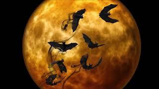 1 Hour BAT Noises in the Night  Animal and Nature Sounds