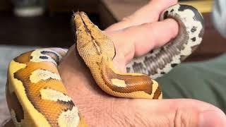 Arielyearling blood python Brongersmai update video