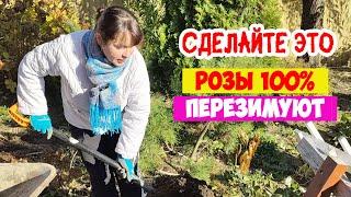 Сделайте это с розами перед укрытием чтобы 100% не вымерзли