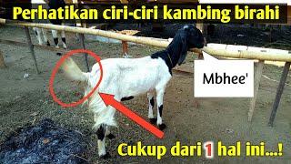 Mudah  Ciri-ciri kambing birahiminta kawin #kambing #goat