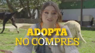 Pedigree Adoptame_KarolSevilla