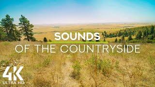 8 HOURS Ambient Soundscape Relaxing Countryside Sounds for Sleeping & Reducing Stress