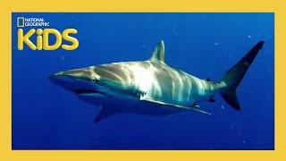 Sharks   Weird But True  S1 E5  Full Episode  @natgeokids