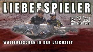 BLANKWELTMEISTER  WALLERFISCHEN in der LAICHZEIT  Deutschlandwaller