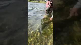 Big-mouthed brown released on a Montana river