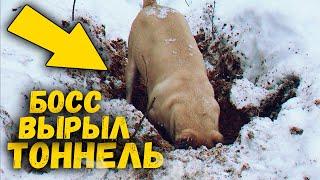 Собака ныряет в сугробы в снежном лесу  SANI vlog