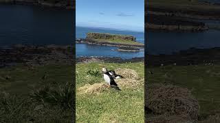 Puffin billing  Puffin way to show affection  #shorts #ytshorts #youtubeshorts #birds