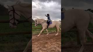 The Macarena on Stallion #showjumping #rider #equestrian #horse #pony #trending #horseriding #rider