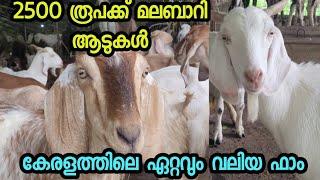 മലബാറി ആട് ഫാം 2500 രൂപക്ക് മലബാറി ആടുകളെ സ്വന്തമാക്കാം todays malabari goat farm kerala