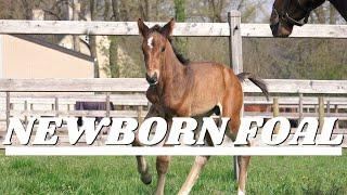 OUR NEWBORN FOAL  From Birth to Day 1  NAME REVEAL