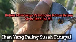 Racikan Umpan Ikan Tembakang Susah dipancing Terbukti Ampuh.