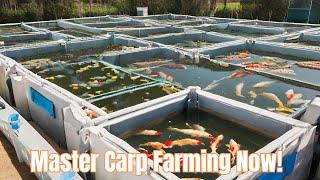 Unlock The Secrets To Successful Carp Fish Farming - Your Ultimate Guide