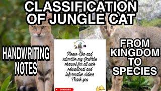 Classification of jungle cat  jungle cat full classification from kingdom to species